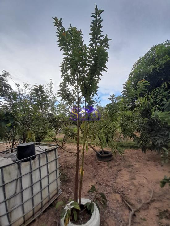 sitio-venda-parque-dos-girassois-esmeraldas-mg-1024907