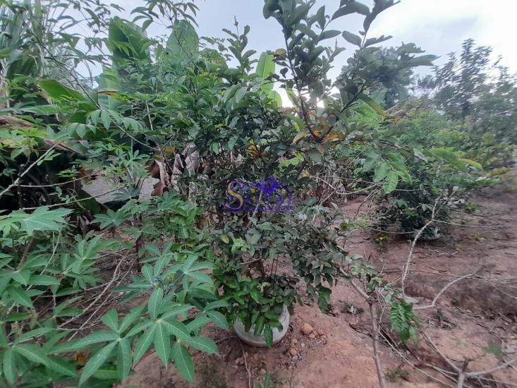 sitio-venda-parque-dos-girassois-esmeraldas-mg-1024908